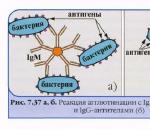 Антитела: классификация и функции Защитное действие сывороточных антител