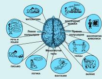 Creierul este baza pentru funcționarea bine coordonată a corpului