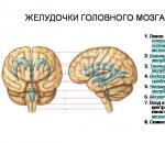 Povećane ventrikule mozga u dojenčadi: dijagnoza i liječenje