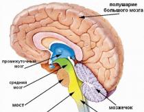 Части на мозъка и техните функции: структура, характеристики и описание