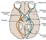Funksionet e lobit okupital të trurit