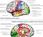 Cerebro - Diccionario financiero laboratorio inteligente