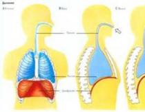 Movimientos de respiración, cómo una persona inhala y exhala Cómo una persona exhala
