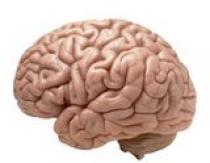 Mozog, jeho štruktúra a funkcie Tabuľka biológie mozgu