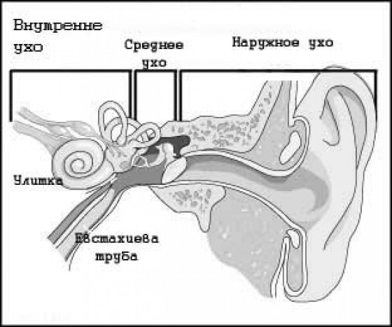 Нарушение внутреннего уха. Внутреннее ухо головокружение. Среднее ухо головокружение.