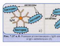 Anticuerpos: clasificación y funciones Efecto protector de los anticuerpos séricos.