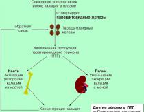 Chronische Nierenerkrankung, Phosphor-Kalzium-Stoffwechsel und Alphacalcidiol. Reduzierter Kalzium- und Phosphorgehalt