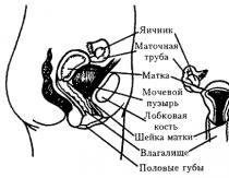 Anatomía de los órganos genitales femeninos: estructura, funciones y ubicación de los órganos genitales femeninos internos y externos, diagrama transversal.