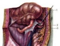 Dodatek člověka Dodatek anatomie vnitřních orgánů člověka