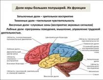 Funktionen der Gehirnlappen Wofür ist der parietale Teil verantwortlich?