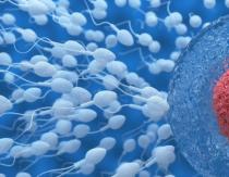 Quanto tempo os espermatozoides vivem no útero: fatores que reduzem esse indicador
