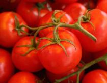 עגבניות במיץ משלהן בפרוסות - מתכון פשוט עם עיקור