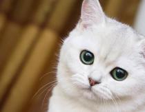 حلم قطة بيضاء حامل - كتاب حلم لوف