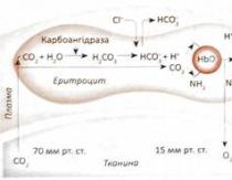 Respiração interna e transporte de gases Estado dos gases na fisiologia do sangue